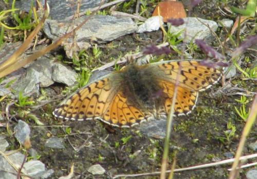 Réf. 195 377 : Boloria sp.